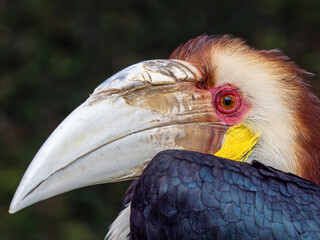 Hornvogel © Peter