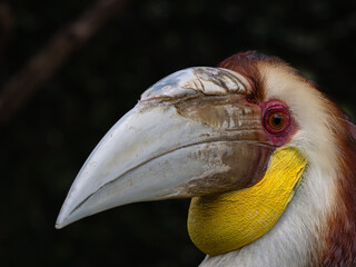 Hornvogel © Peter