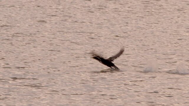 An anhinga takes off from the water at sunset in this slow motion shot.