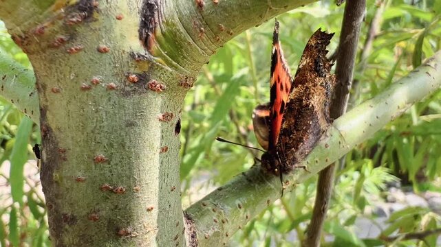Orange tortoiseshell butterfly crawls along textured tree trunk in summer garden