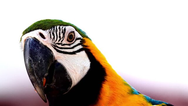 4K Blue and Yellow Macaw (Ara ararauna) Closeup	