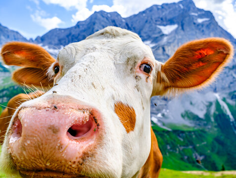 cow at the valley in austria - alpe eng
