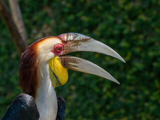Naklejka premium Hornvogel