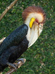 Naklejka premium Hornvogel