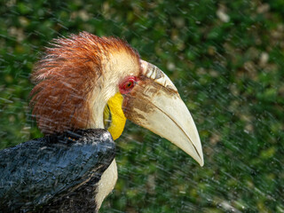Hornvogel © Peter