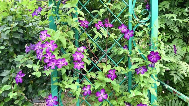 Abundant purple clematis blossoms cover a green ornamental metal fence