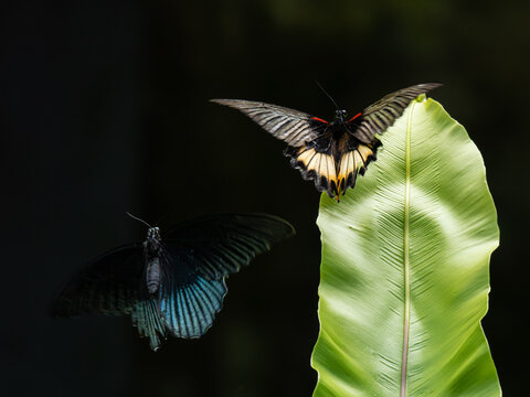 Schmetterling