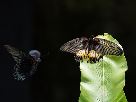 Schmetterling