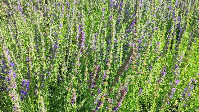 Purple wildflowers blooming densely in a sunlit meadow, showcasing natural plant growth, pollinator habitat, seasonal landscape, and botanical diversity.