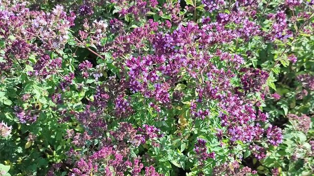 Close view of flowering oregano bush across a garden sequence, showing dense purple blossoms, green leaves, natural growth, and pollinator habitat.