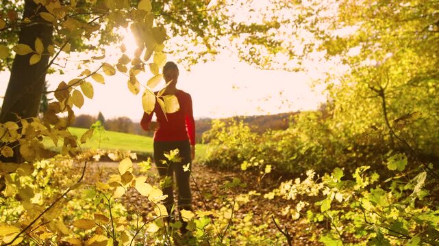 LENS FLARE, DOF, SLOW MOTION: Woman strolling through a sunlit autumn woodland, framed by yellow leaves and branches. Cheerful female walking in warm golden light through forest full of seasonal color