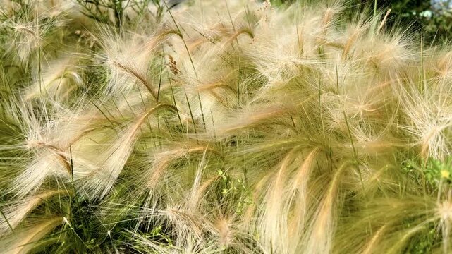 Golden horsetail foliage ripples in wind across a sunny field