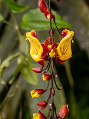 Indische Thunbergie © Peter