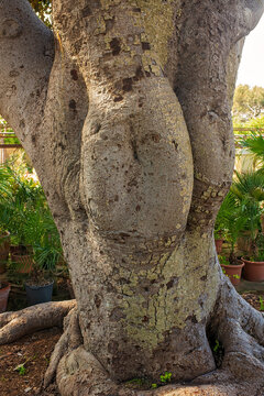 Thick deformed tree trunk with rough textured bark, roots, natural growth details in botanical garden sunny summer day.
