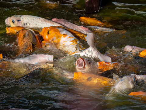 Koi