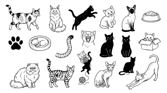 Cute hand-drawn cat breeds and pet accessories black and white doodle vector set.