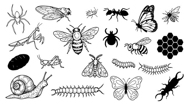 Black and white insect and invertebrate vector set is perfect for educational materials, biology illustrations, or nature designs.