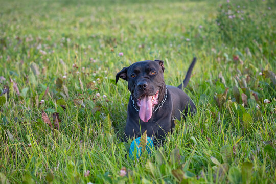 Black American Pit Bull Terrier resting on grass with ball