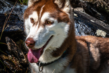 Siberian Husky dalla pelliccia fulva © alessandrogiam