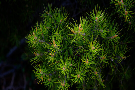 Pinyon Pine