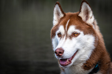 Siberian Husky dalla pelliccia fulva © alessandrogiam