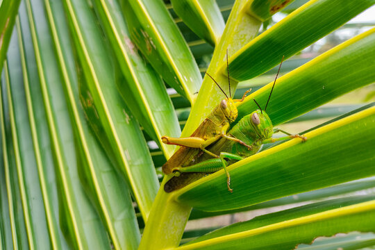 Macro shot of mating pair of green grasshoppers on coconut leaf