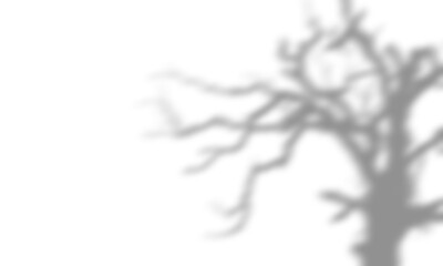 Shadow overlay effects of realistic abstract scary tree shadow on wall background, Summer sunlight and shadow overlay effect, shadow for Halloween background © TareqHossain