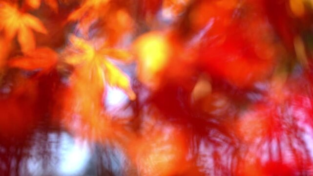 Autumn fall leaves as colorful nature background. Bright autumn foliage in orange and red. Autumn texture with blurred maple leaves. Seasonal autumn background with warm colors.