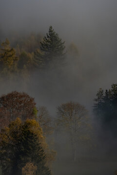 Cimes d'arbres dans les nuages