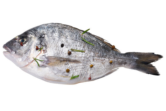 Fresh dorado fish with salt, pepper and rosemary on isolated background.