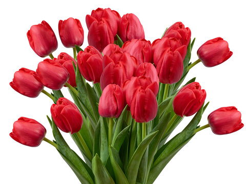 Bouquet of bright red tulips with green leaves on isolated background.