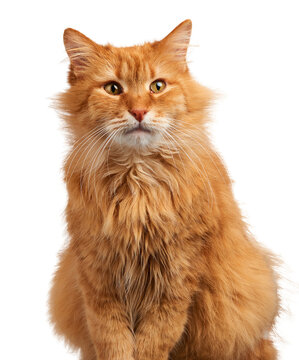 Adult red fluffy cat sitting on isolated background