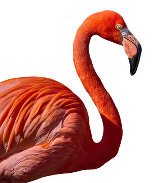 Pink flamingo with a long neck on an isolated background