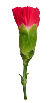 Unopened red carnation bud on a green stem, isolated background