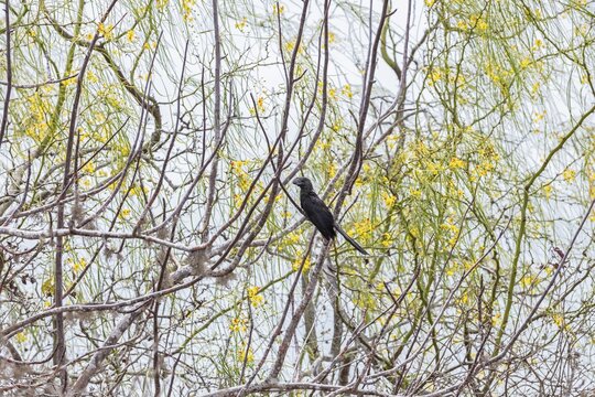 Smooth-billed Ani (Crotophaga ani), San Cristobal, Galapagos, Ecuador