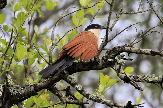 Burchell's cuckoo (Centropus superciliosus), white-browed cuckoo, spurred cuckoo, adult, perched on a tree, alert, Kruger National Park, South Africa