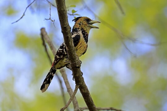 Crested Bart's Bird (Trachyphonus vaillantii), Black-backed Bart's Bird, adult, perch, tree, singing, calling, Kruger National Park, South Africa