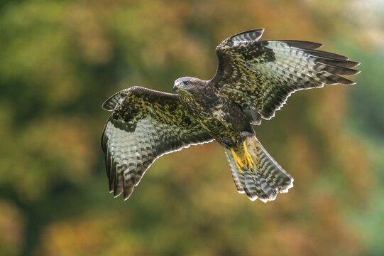 A common buzzard (Buteo buteo) in flight, Gerolstein, Rhineland-Palatinate, Germany