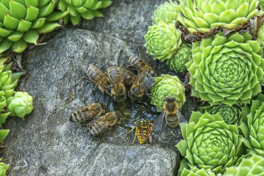 Apidae, apis mellifera, bees, European honey bee, European honeybee, hymenoptera, western honey bee, honey bee, honey bee, honey bee, insects, drink, water, watering place