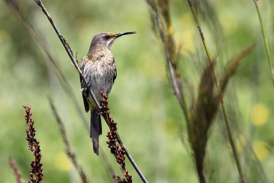 Cape sunbird (Promerops cafer), adult female, perched, alert, Kirstenbosch Botanical Garden, Cape Town, South Africa