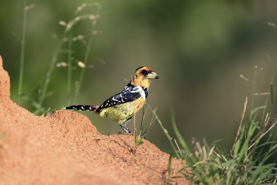 Crested Bart's Bird (Trachyphonus vaillantii), Black-backed Bart's Bird, adult, alert, Kruger National Park, South Africa