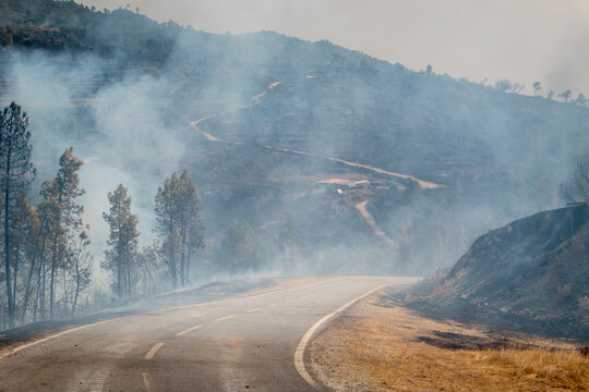 Cen&aacute;rio devastador com uma estrada sinuosa coberta por fumo espesso de um inc&ecirc;ndio florestal com &aacute;rvores queimadas nas margens