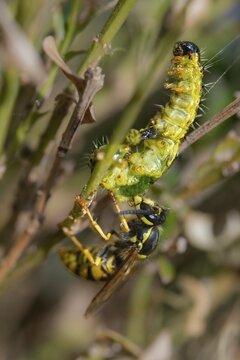 Box tree moth, boxwood moth, boxwood moth, cydalima perspectalis, real wasps, common wasp, hymenoptera, short-headed wasps, vespula vulgaris, yellowjacket, moth, prey, capture, common wasp, wrinkle wasps, high size, portrait format, hunting, inchworm, insects, hunting, moth, caterpillar, butterflies, pest control, wasp, wasp