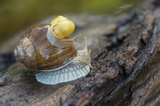 Burgundy snail, banded snails, cepaea, cepaea nemoralis, grove snail, hornworm snail, helicidae, helix pomatia, roman snail, snails, black-mouthed snail, vineyard snail, gastropod, mollusca, snails, snails, molluscs