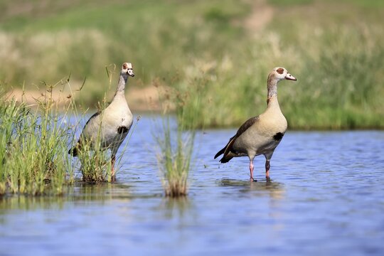 Nile gans (Alopochen aegyptiaca), adult, pair, standing in the water, alert, Kruger National Park, South Africa