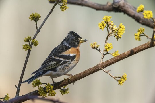 Mountain finch, brambling, fringilla montifringilla, birds, passeri, songbirds, birds