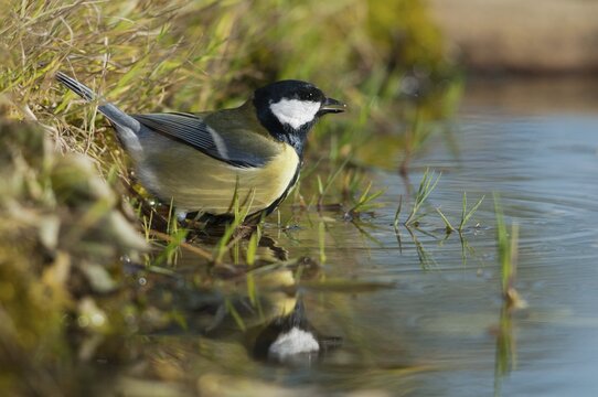 Great tit, great tit, parus major, bath, bird bath, birds, tit, passeri, songbirds, songbirds, tits, potions, birdbath, birds, watering place