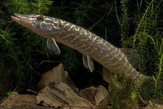 Esox Lucius, pike, pike, predatory fish, fishes, northern pike, pisces