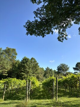Rows of grapevines with forest in the background