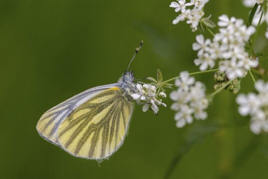 Green-veined white, green vein whitening, Pieris napi, rapeseed whitling, butterfly, insects, butterfly, butterflies